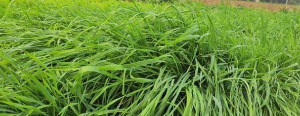 黑麦草夏天种植可行吗？需要注意哪些事项？