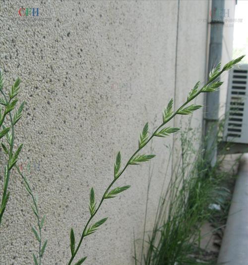 黑麦草种植的最佳月份是什么时候？如何确定种植时间？