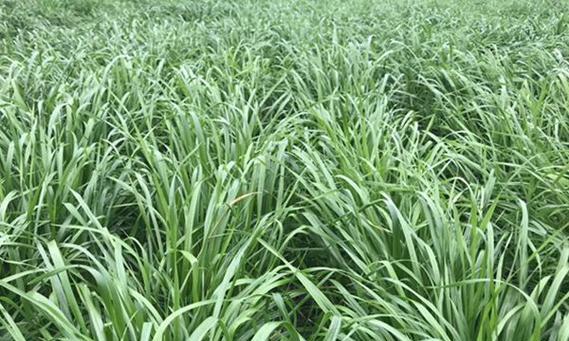 黑麦草种植的最佳时间是什么时候？种植后如何管理？