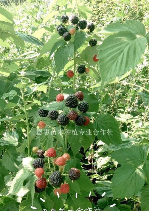 黑莓种植几年才能结果实？开花结果需要多久时间？