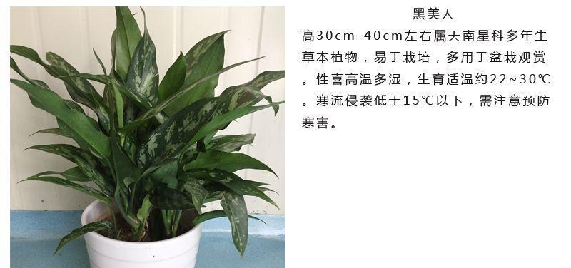 黑美人花语寓意详解及常见问题解答？