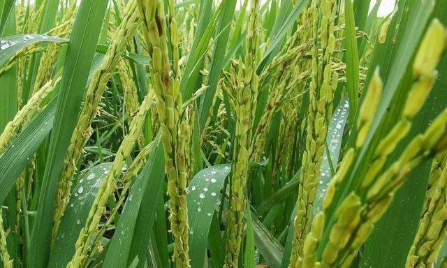 黑米什么时候成熟？如何判断黑米的最佳收割时间？