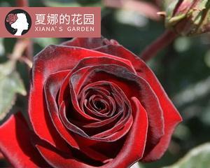 黑魔术月季盆栽优缺点是什么？适合家庭种植吗？