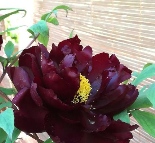 黑牡丹一年开几次花？花期持续多久？