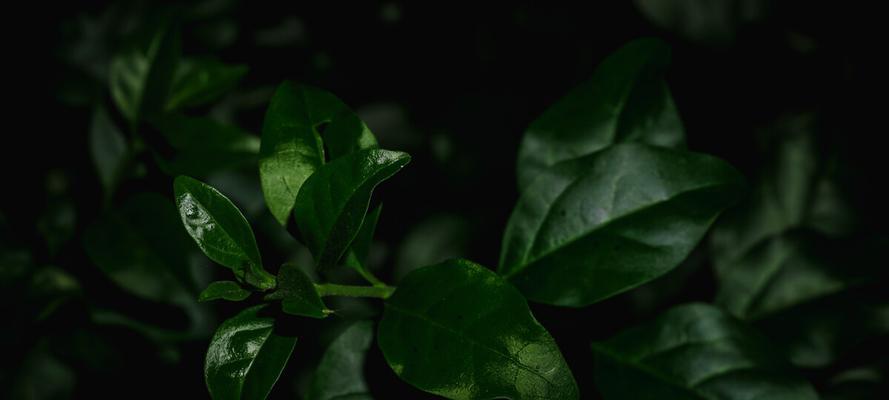 黑色叶子的树有哪些种类？它们的特性是什么？