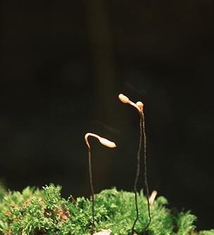 黑色植物有哪些？它们的养护方法是什么？