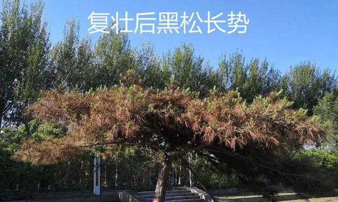 黑松生长习性有哪些？如何营造适合的生长环境条件？