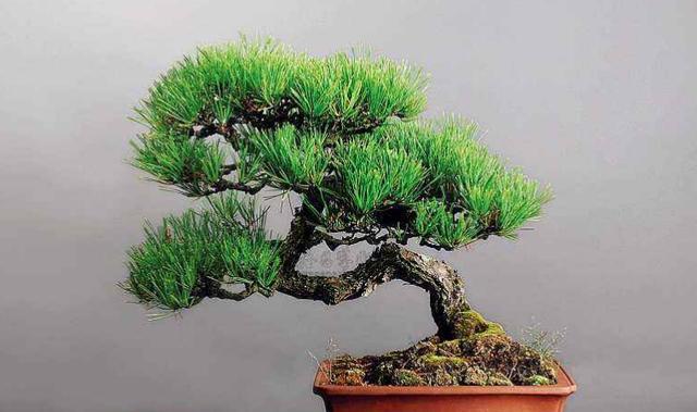黑松换盆后多久浇水一次？换盆后浇水的正确时机是什么？