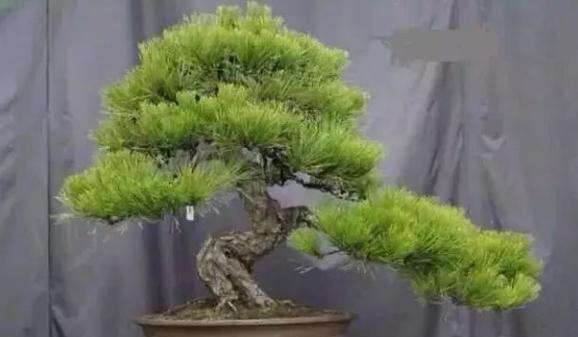 黑松换盆后多久浇水一次？换盆后浇水的正确时机是什么？