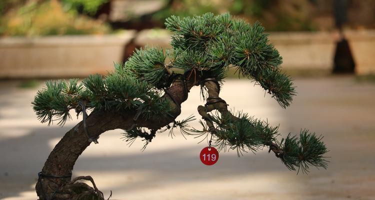 黑松适合种在家门口吗？种植黑松需要注意什么？