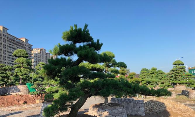 黑松适合种在家门口吗？种植黑松需要注意什么？