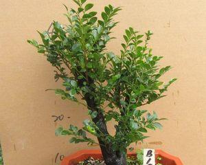 黑檀木有香味吗？黑檀木的特性与香味解析