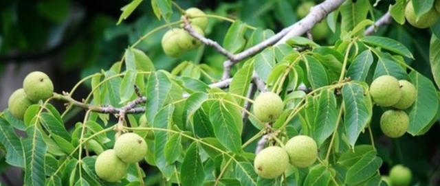 黑桃树几年结果实？种植后需要多少年才能挂果？