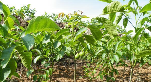 黑桃树几年结果实？种植后需要多少年才能挂果？