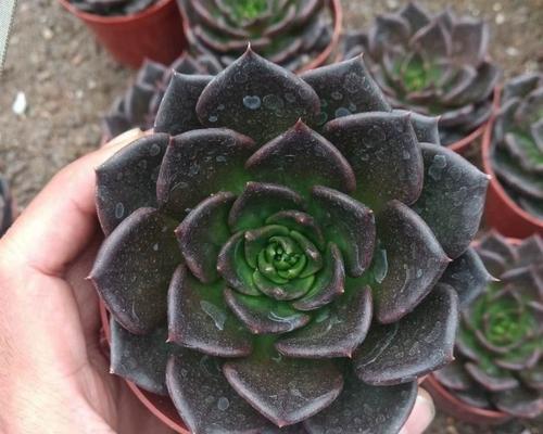 黑王子多肉植物爆头技巧是什么？如何快速实现爆头效果？
