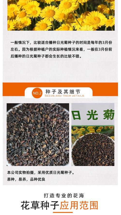 黑心菊种子怎么种植？种植过程中常见问题有哪些？