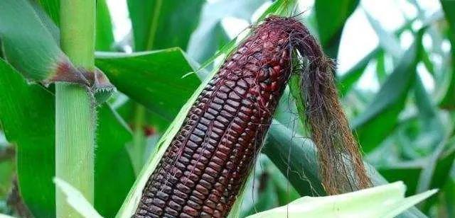 黑玉米什么时候成熟？如何判断最佳采摘时间？