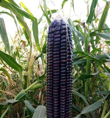 黑玉米什么时候种植最好？种植方法有哪些常见问题？
