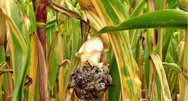 黑玉米什么时候种植最好？种植方法有哪些常见问题？