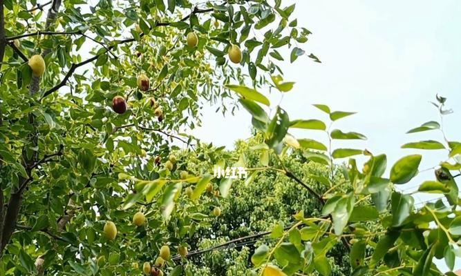 黑枣树几年开始结果实？如何促进其早结果？
