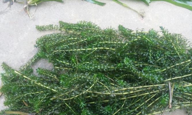 黑藻属于被子植物吗？常见疑问解答