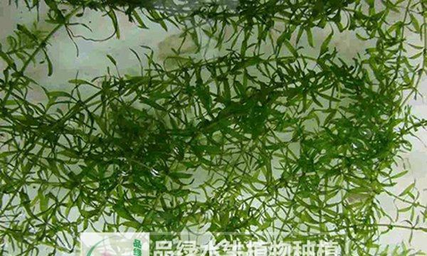 黑藻属于低等植物吗？黑藻的分类和特性是什么？
