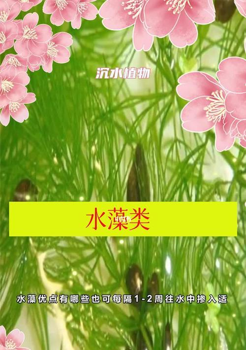 黑藻是什么植物？黑藻的特征和生长环境有哪些？