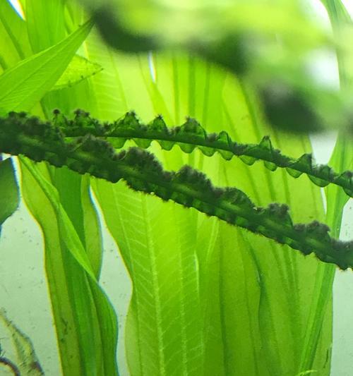 黑藻是什么植物？黑藻的特征和生长环境有哪些？