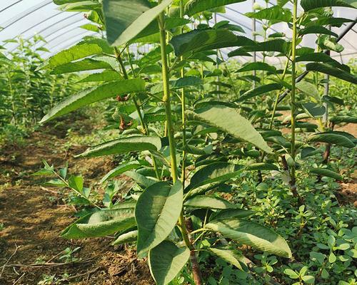 黑珍珠樱桃几年结果实？如何正确管理以提高产量？