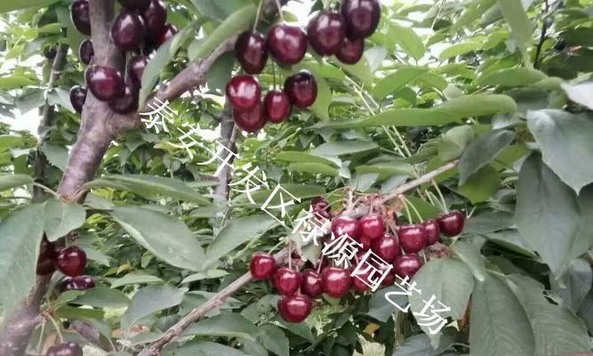黑珍珠樱桃几年结果实？如何正确管理以提高产量？