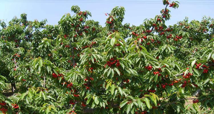 黑珍珠樱桃种植条件是什么？哪些区域最适合栽种？
