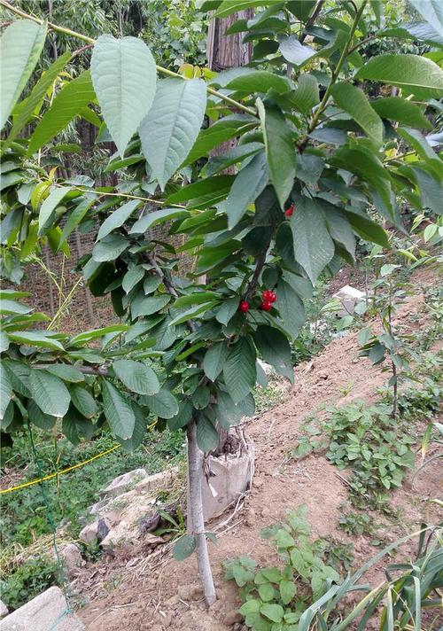 黑珍珠樱桃种植条件是什么？哪些区域最适合栽种？