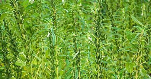 黑芝麻种植方法有哪些？最晚种植时间是什么时候？
