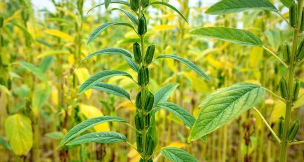 黑芝麻哪个品种最优质？如何辨别黑芝麻品种的优劣？