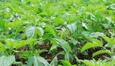 黑芝麻的最佳种植时间是什么时候？种植后需要注意哪些问题？