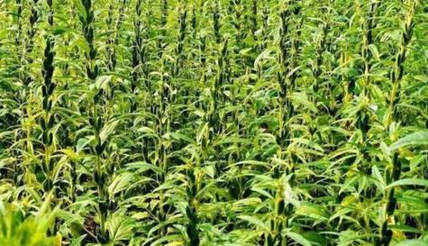 黑芝麻什么时候种植最好？种植方法有哪些常见问题？
