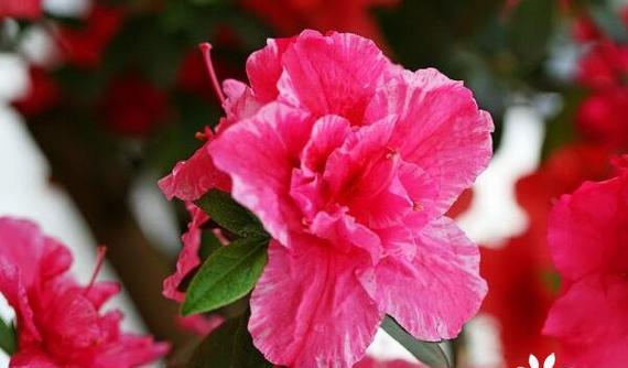 衡阳市花是什么？衡阳市花有哪些特点和意义？