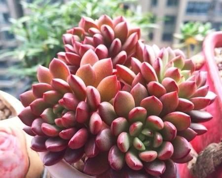 红宝石多肉徒长了怎么办？如何防止和处理多肉植物徒长问题？