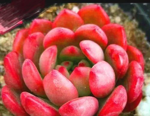 红宝石多肉徒长了怎么办？如何防止和处理多肉植物徒长问题？