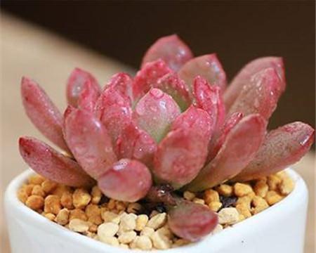 红宝石多肉爆棚秘诀是什么？如何正确养护？