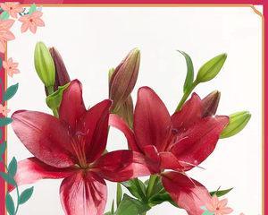 红宝石婚送什么花最合适？红宝石婚纪念日送花指南？