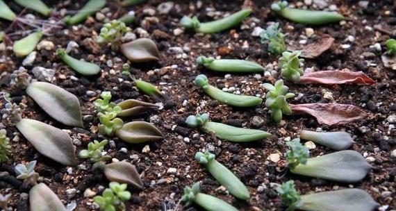 红宝石叶插发芽需要多长时间？常见问题解答