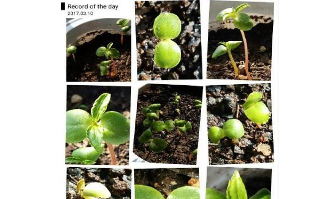 红宝石叶插发芽需要多长时间？常见问题解答