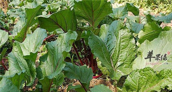 红菜苔冬天会冻死吗？如何在寒冷季节保护红菜苔？