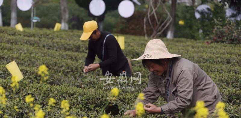 红茶什么时候采摘最佳？收获季节有哪些常见问题？
