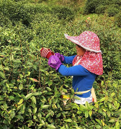红茶什么时候采摘最佳？收获季节有哪些常见问题？