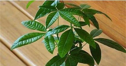 红茶可以浇发财树吗？这样做对植物有什么影响？