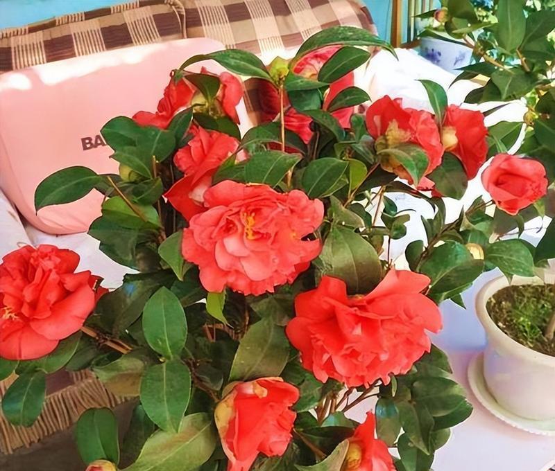 红茶可以浇花吗？使用红茶浇花的正确方法和注意事项是什么？