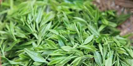 红茶的外观特征是什么？如何辨别不同种类的红茶？