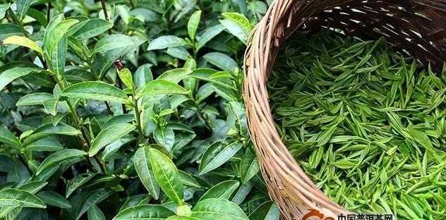 红茶最好的品种是什么？如何挑选高品质红茶？